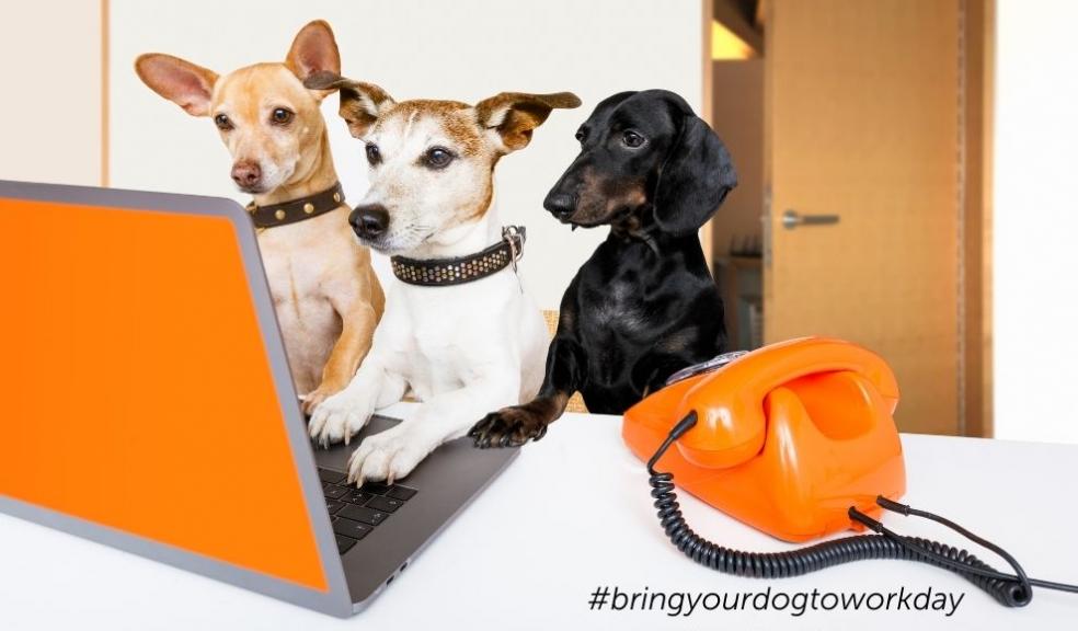 Bring your dog to work day 