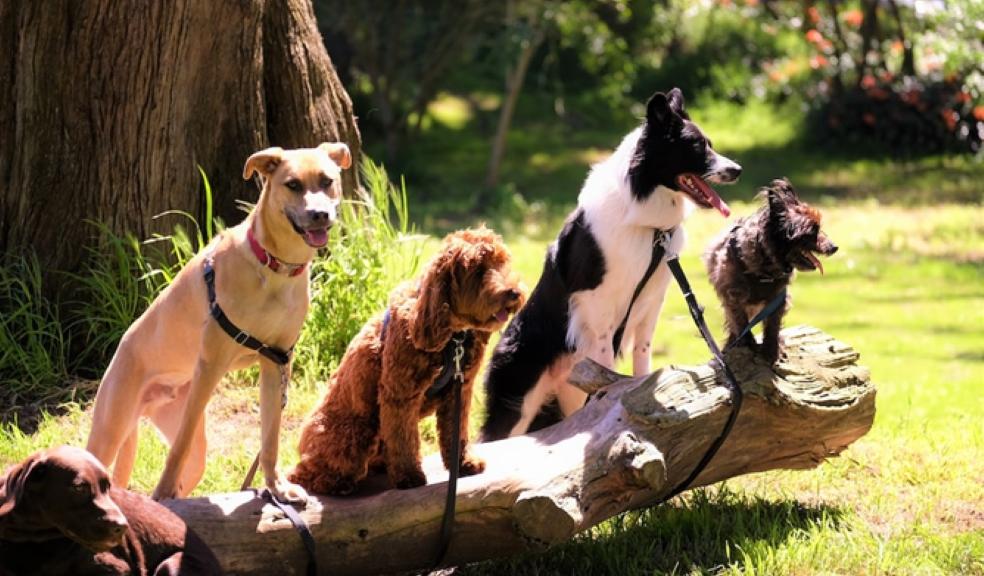 A pack of dogs on a log