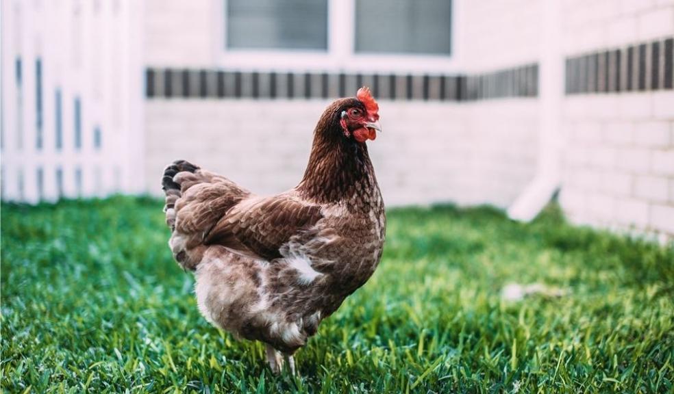Chicken 