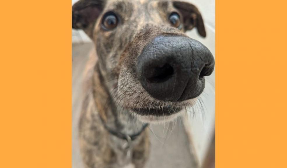 Connor - Forever Hounds Trust