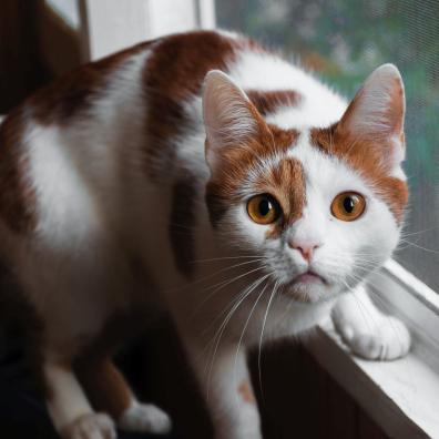 Orange And White Cat On Window Orange And White Cat On Window