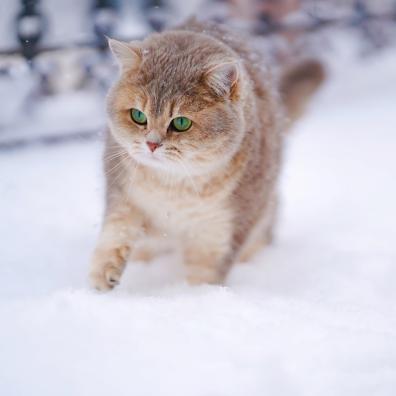 Cat On Snow Covered Ground Cat On Snow Covered Ground