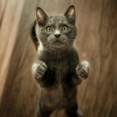 Cute Gray Kitten standing on a Wooden Flooring Cute Gray Kitten standing on a Wooden Flooring