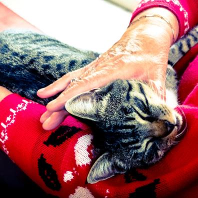 Silver Tabby Cat Sleeping on Person Hand Silver Tabby Cat Sleeping on Person Hand