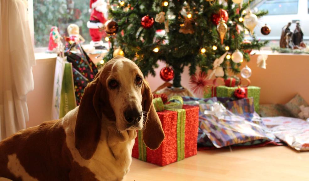 Tan and White Basset Hound Near the Christmas Tree