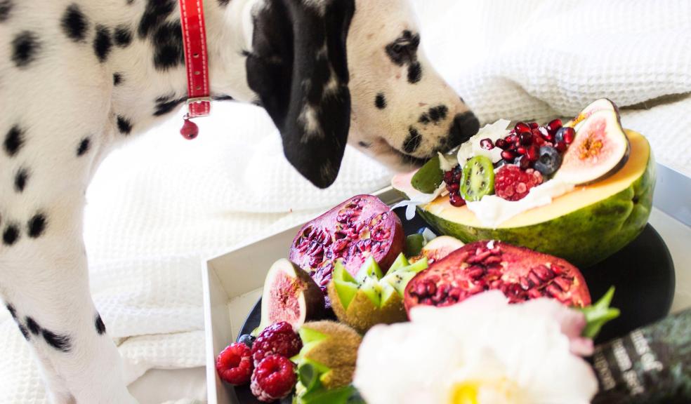Black and White Dalmatian Dog Eating Fruits